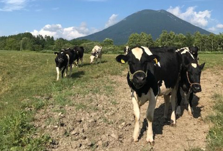 北海道「産地パック」牛乳、販売数量No.1の誇りのイメージ画像